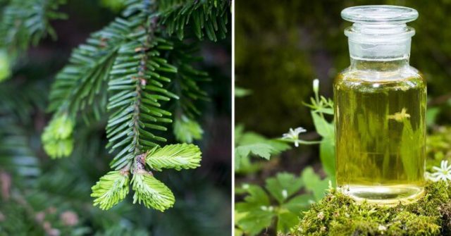 RECEPT - Léčivý smrkový sirup z mladých výhonků proti kašli a nachlazení