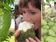 Ovoce, které léčí rakovinu! Experti tvrdí, že toto ovoce představuje nejsilnější zbraň proti rakovině na naší planetě