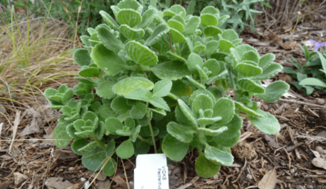 Plectranthus_purpuratus