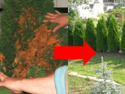 Začaly mi vysychat túje – sousedka mi poradila toto a zabrala to skutečně rychle. Tak krásnou barvu tújí sem ještě neviděla a co je nejlepší funguje to i na trávník!