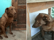 Tato smutná fenečka byla v útulku 2 roky, když najednou ucítila známou vůni, stalo se něco užasného…