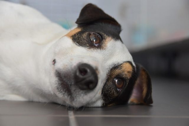 jack-russel-4063990_960_720