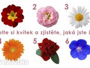 Zvolte si květinu zjistěte, jaká jste žena!
