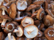 Shiitake a aktivní životní styl: Jak houbu zařadit do moderní kuchyně
